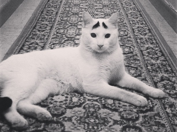 Internet, Katt, instagram, reddit